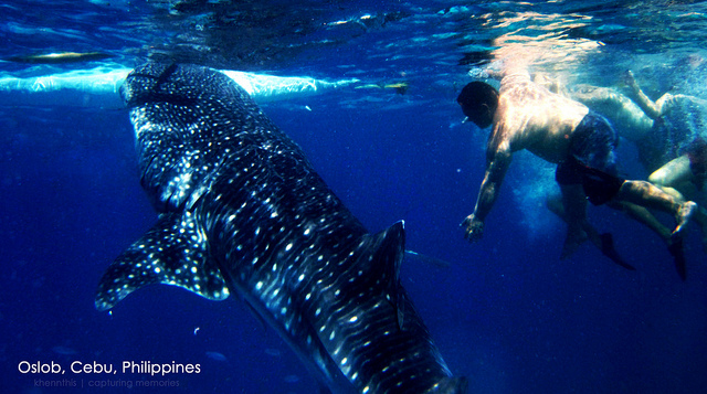 Butanding Whale Shark Preservation Group Logo photo - 1